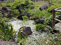 あやめ池